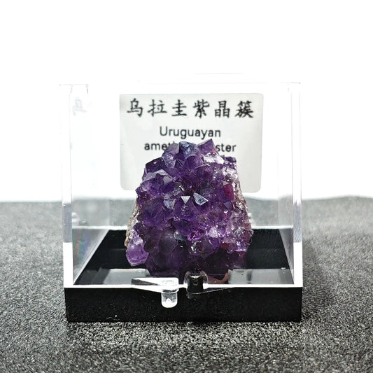 Natural deep purple Uruguayan amethyst crystal cluster mounted in 9cm acrylic display box with ID label